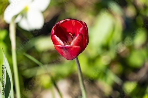 Beautiful red tulip close-up