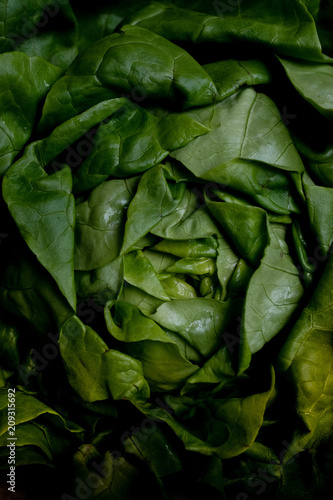 Close up of a lettuce