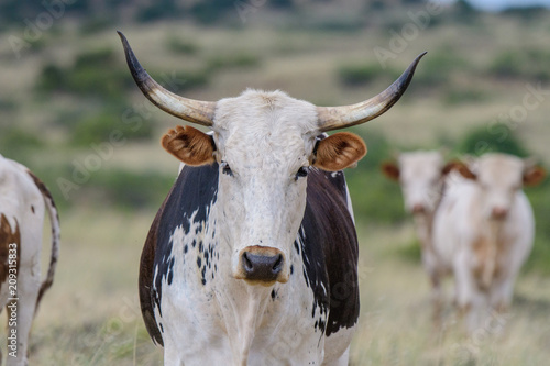 Nguni cattle