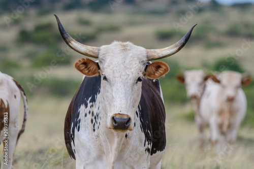 Fototapeta Naklejka Na Ścianę i Meble -  Nguni cattle