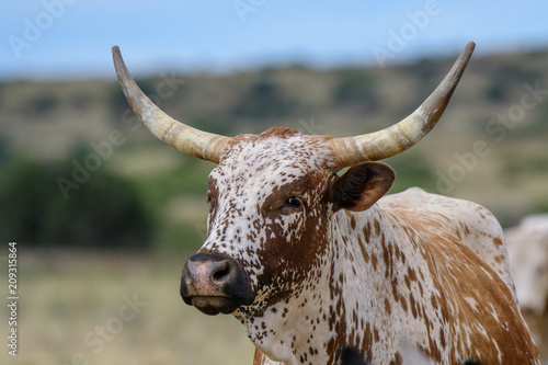 Nguni cattle