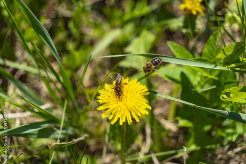 Bees and dandelion