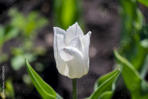 White tulip on a sunny day