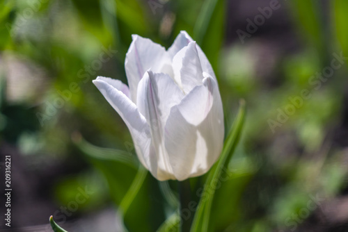 White tulip in the sun