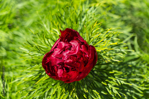 Beautiful peony flower