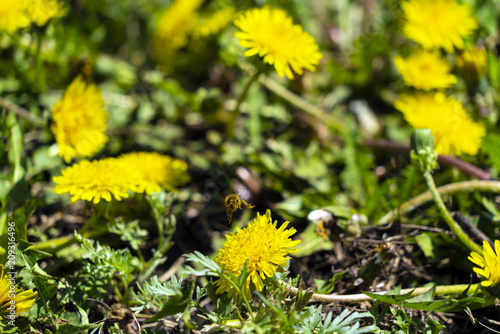 The bee takes off from the flower