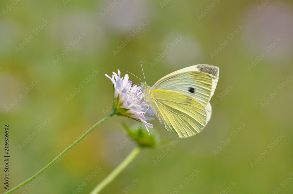 Small White butterfly, Pieris rapae, on wildflower. Beautiful butterfly on meadow Small White butterfly, Pieris rapae, on wildflower. Beautiful butterfly on meadow