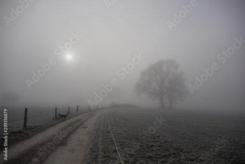 Weg im Nebel ,it Baum und Hund