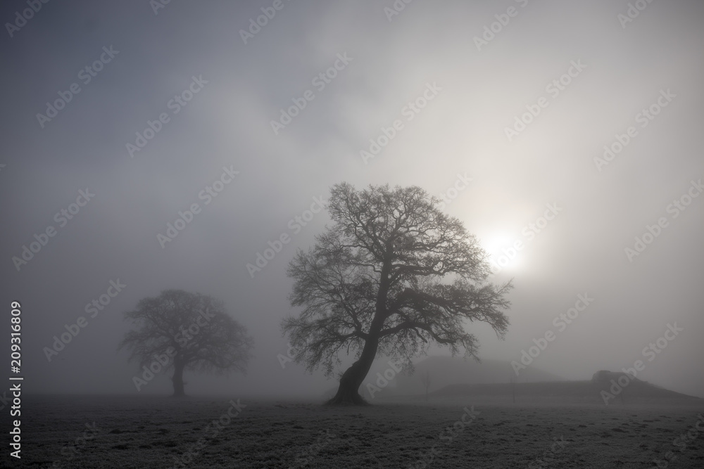 Obraz premium 2 Bäume im Nebel