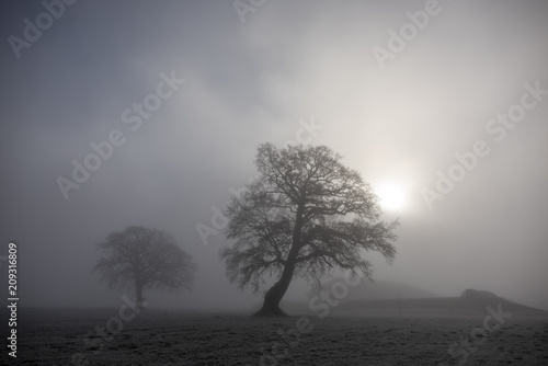 2 Bäume im Nebel