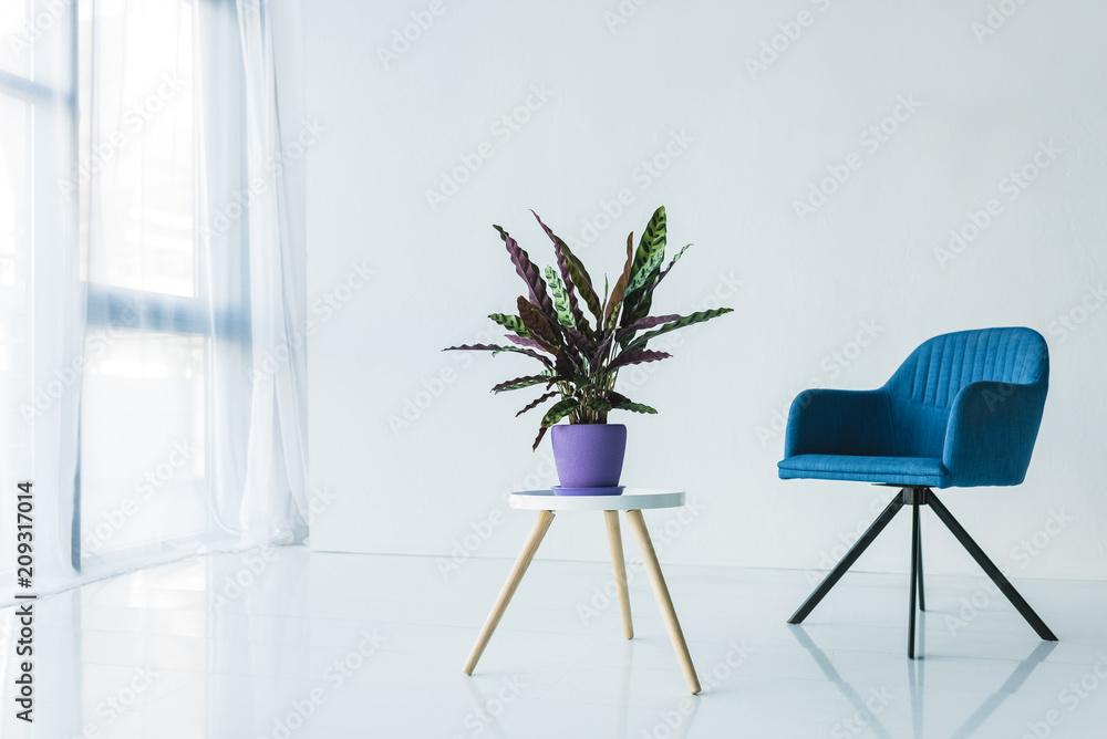 interior of living room in minimalistic design with armchair and calathea lancifolia plant in pot on table - obrazy, fototapety, plakaty 