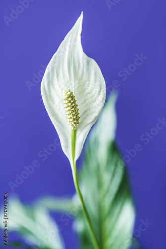 selective focus of spathiphyllum flower on purple background