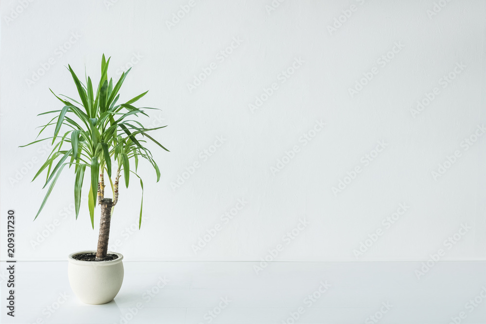 palm with green leaves in pot on grey background, minimalistic concept