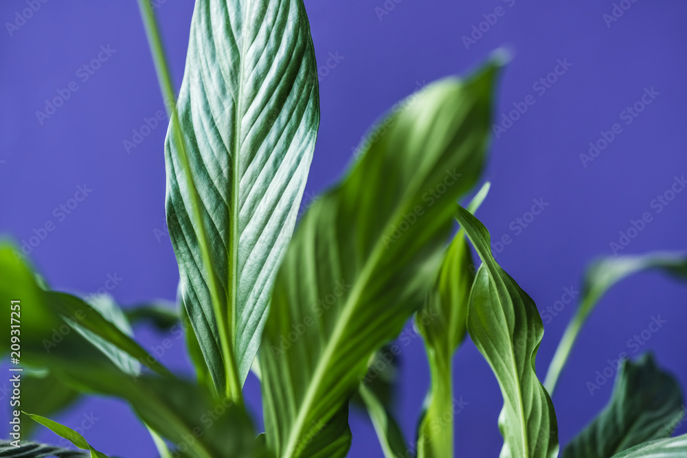 Obraz premium close up view of green leaves isolated on purple background