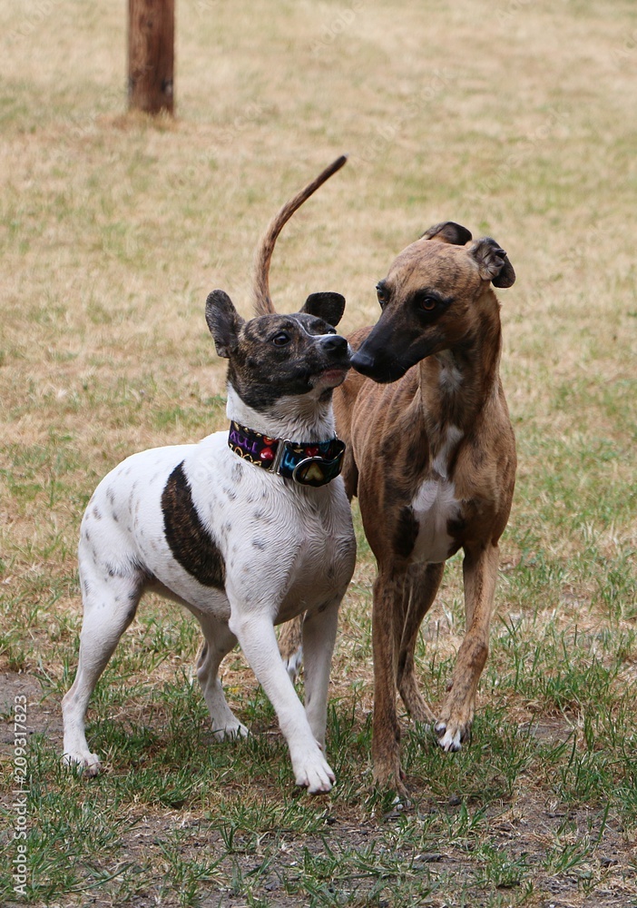 two funny dogs are walkingin the garden together two funny dogs are walkingin the garden together