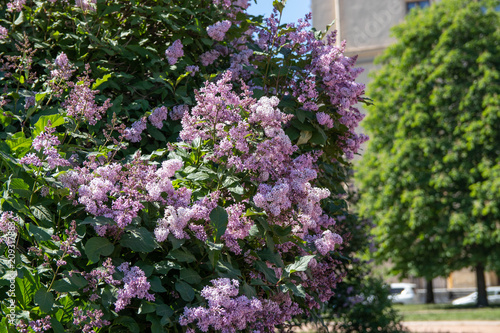 lilac bush in the park