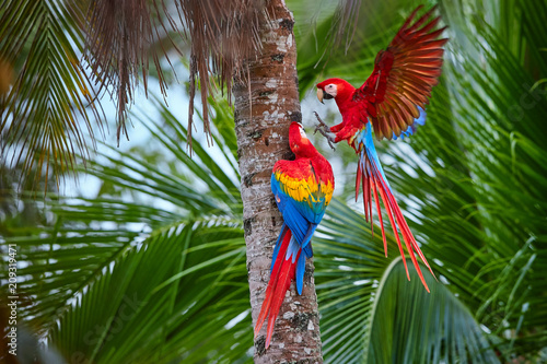 Obraz na plátně Two Ara macao, Scarlet Macaw, pair of big, red colored, amazonian parrots near nesting hole on palm tree, outstretched wings, long red tail against wet forest
