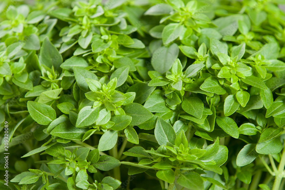 Greek Basil Leaves. Fresh, Growing In Pot. Greek Basil Leaves. Fresh, Growing In Pot.
