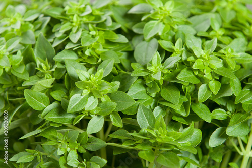 Greek Basil Leaves. Fresh, Growing In Pot.