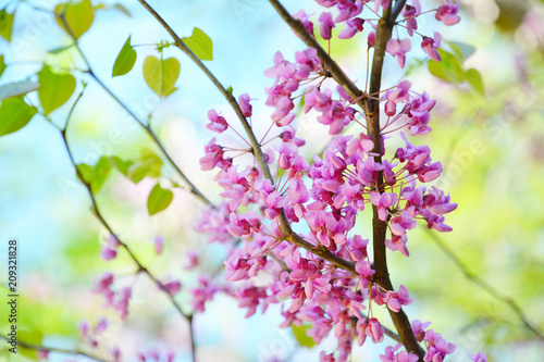 Pink flowers of Cercis Canadian in the spring garden. Tree of lilac Cercis Canadian.