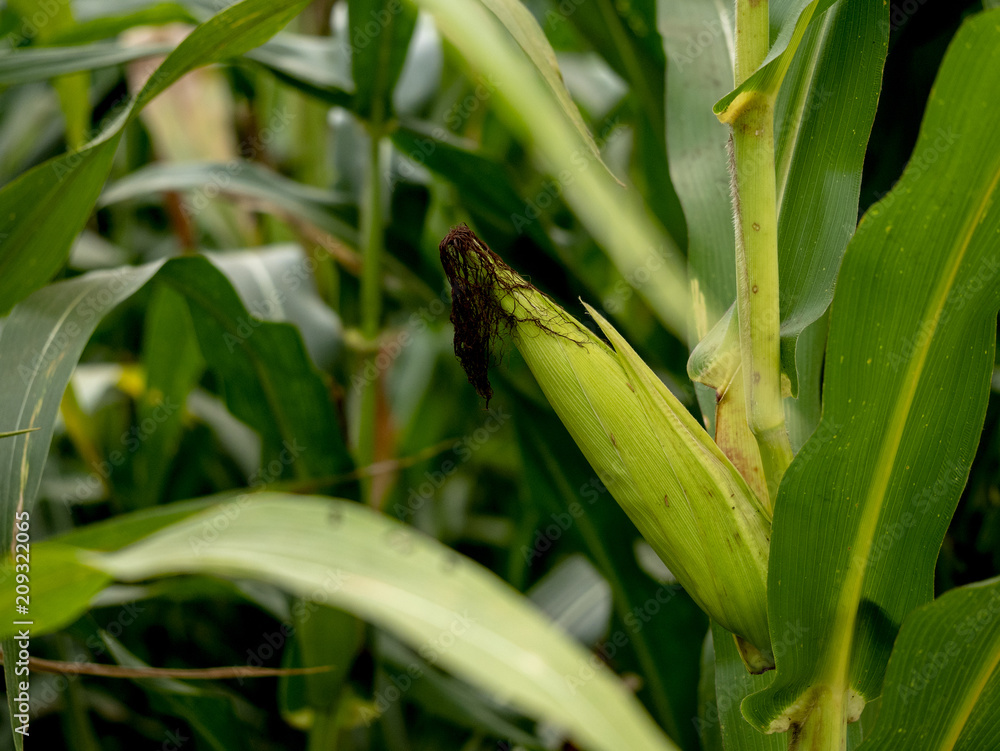 corn field