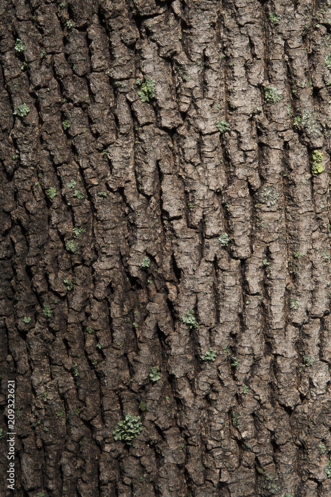 Texture of a brown bark of a tree, background