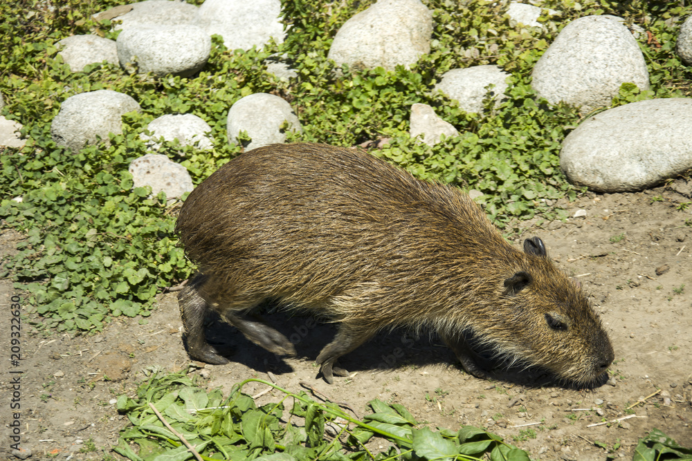Naklejka premium Young Capybara on a sunny day