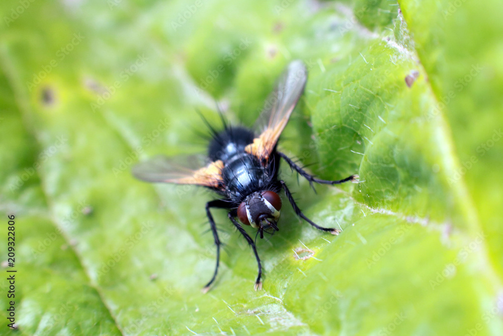 Fototapeta premium Fly on a green leaf.