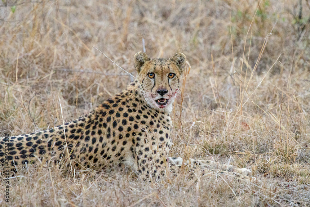 Fototapeta premium Cheetah male