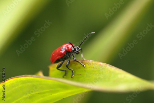 Bug on a grass. Beetle.