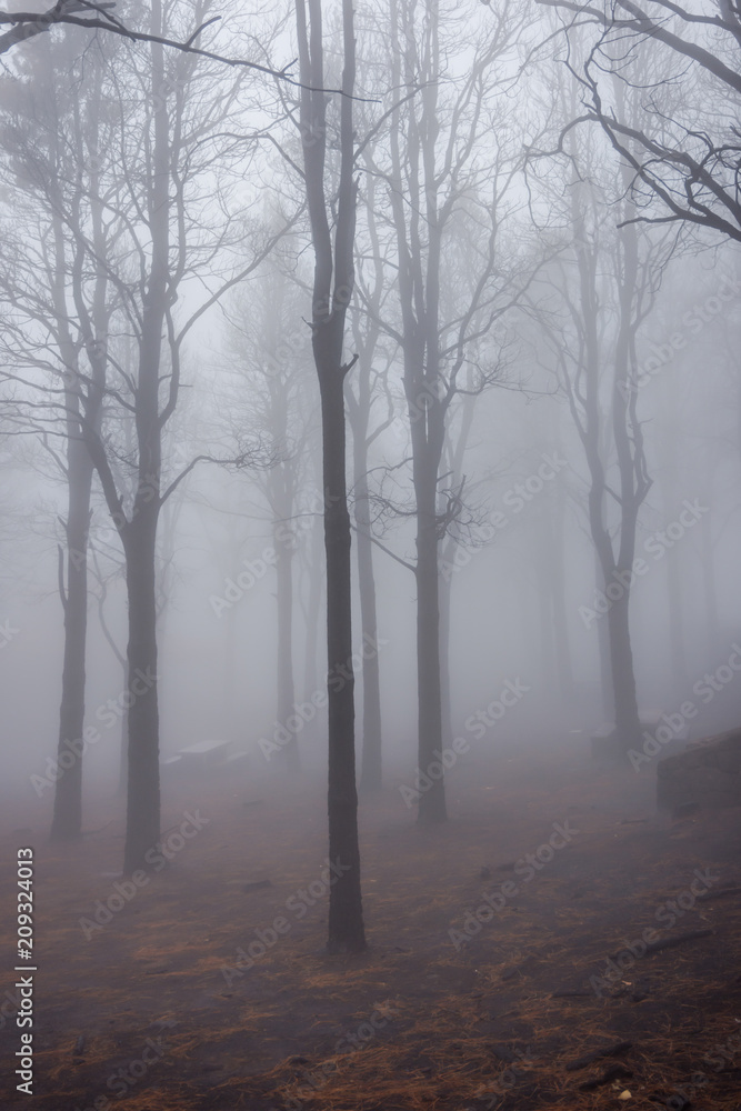 Pine forest in fog