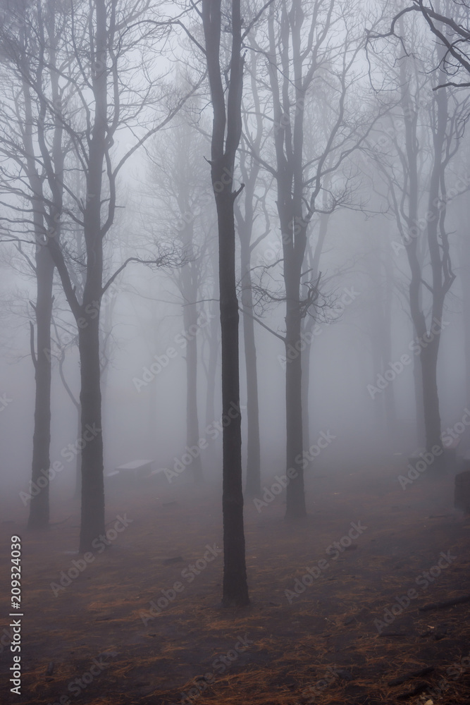 Obraz premium Pine forest in fog