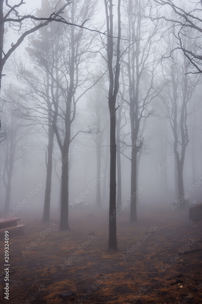 Pine forest in fog Pine forest in fog