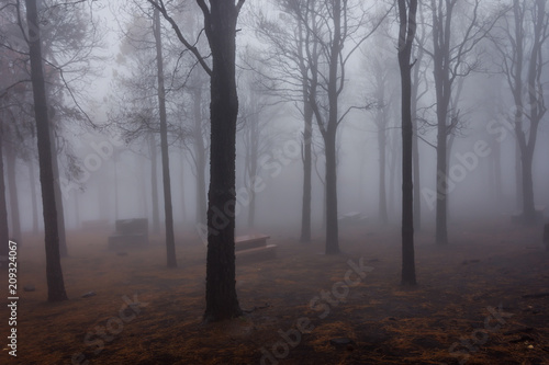 Pine forest in fog