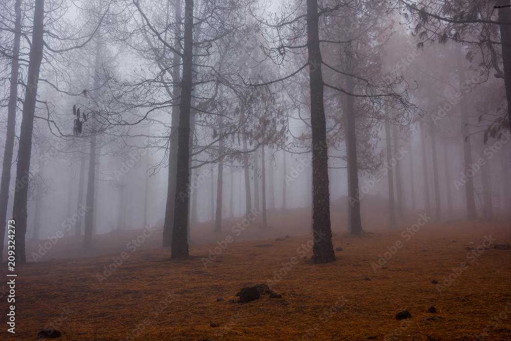 Pine forest in fog Pine forest in fog