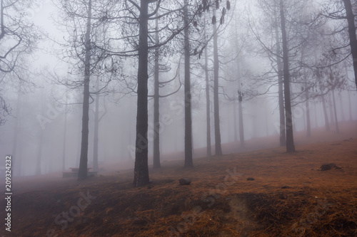 Pine forest in fog