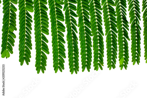 Leaves isolated on white background with clipping path