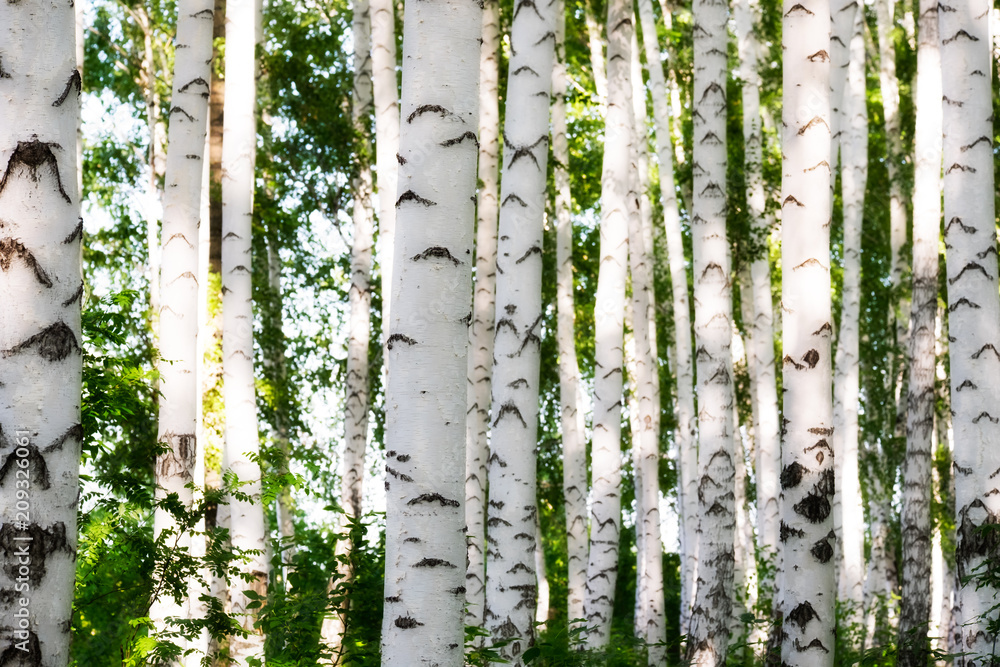 Obraz premium Birch Grove.