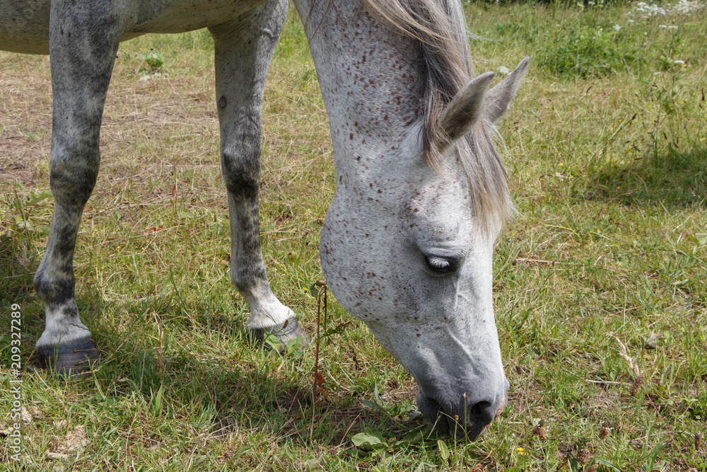 Gris cheval clearance