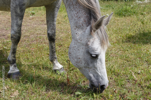 Cheval gris qui broute au pré photo