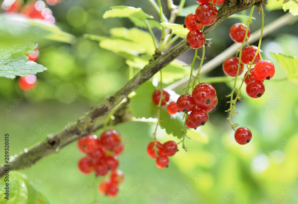 ripe red currants in the branch and leaf ripe red currants in the branch and leaf