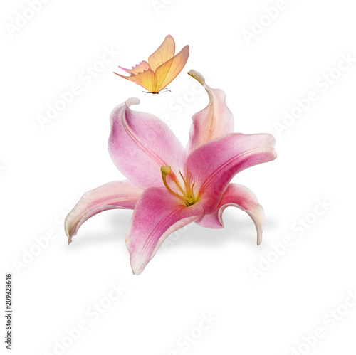 beauty lily flower witch butterfly