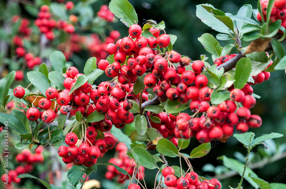 Obraz premium red berries