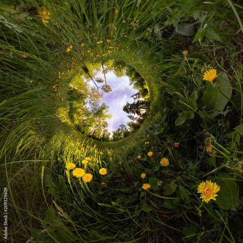 Fototapeta Naklejka Na Ścianę i Meble -  Field of yellow dandelions in the green forest at sunset. Tiny Little Planet