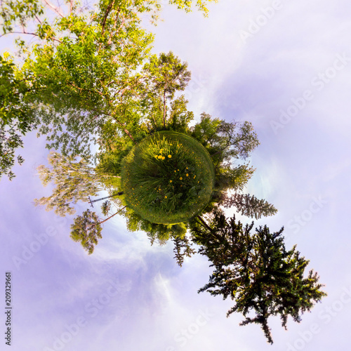 Fototapeta Naklejka Na Ścianę i Meble -  Field of yellow dandelions in the green forest at sunset. Tiny Little Planet
