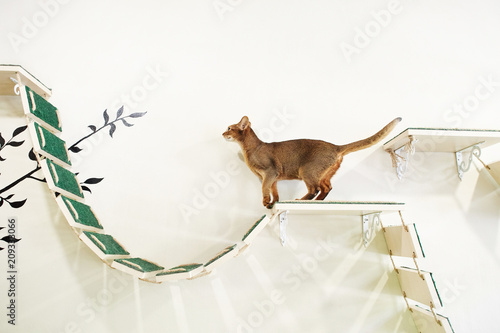 Fotografie funny cat with white wall background
