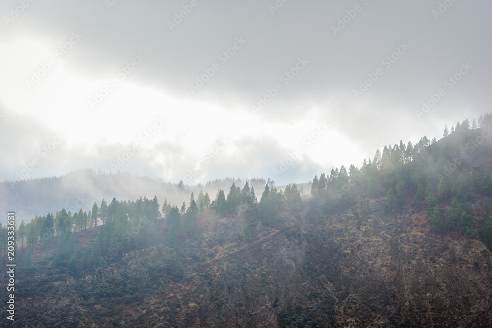 Pine forest in the clouds, Gran Canaria