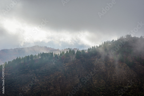 Pine forest in the clouds  Gran Canaria