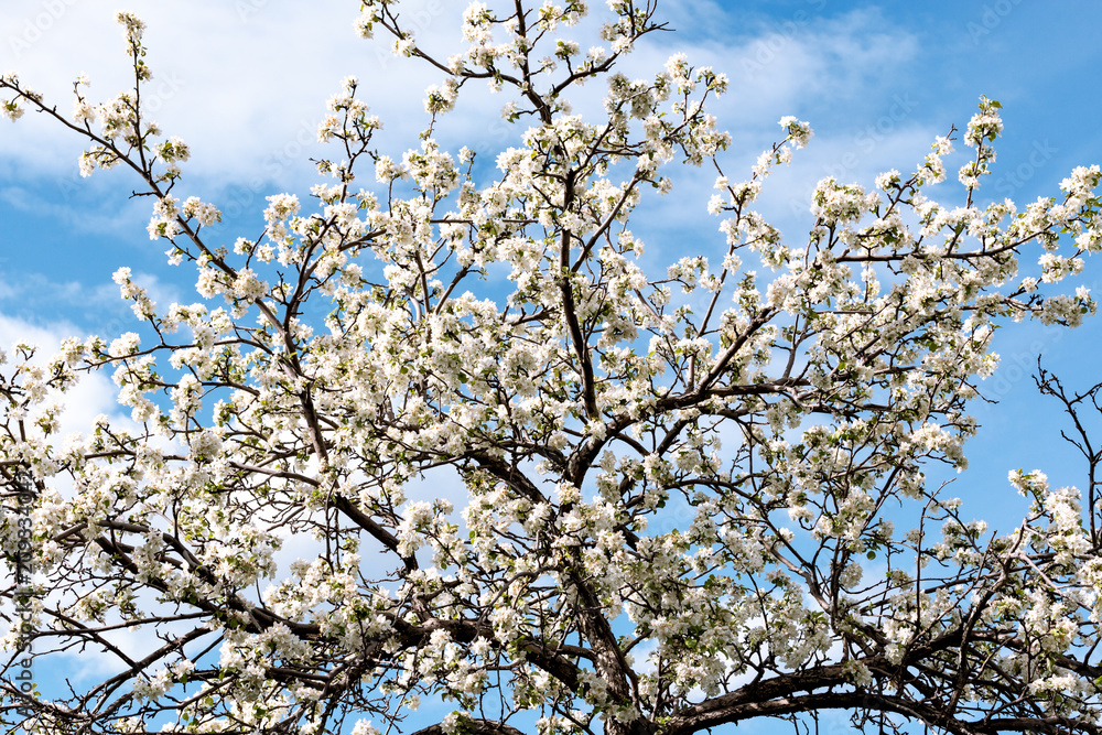Branches of a blossoming apple tree Branches of a blossoming apple tree