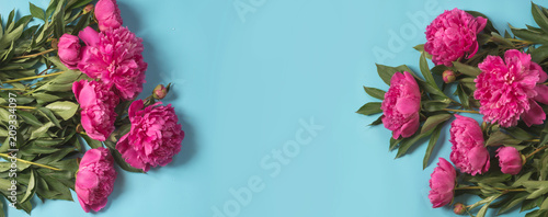 Bouquet of beautiful pink peony flowers as frame on punchy pastel blue. Copy space. Top view. Flat lay.